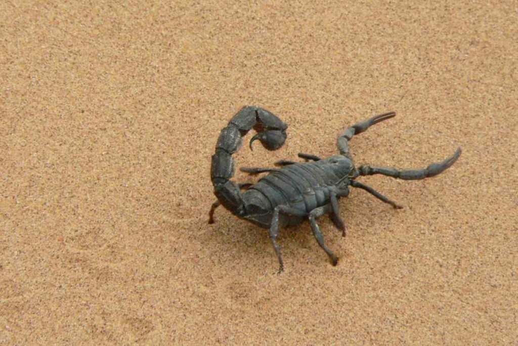 Scorpion in Croatia