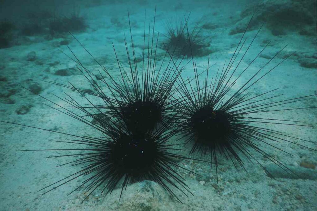 Sea urchin in Croatia