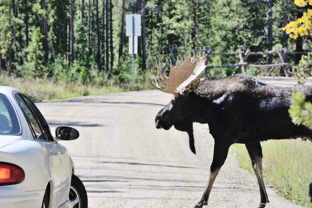 moose-watching in Maine advice
