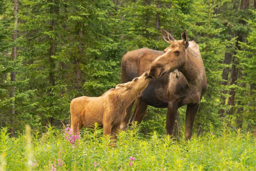 Young moose with mother moose Maine