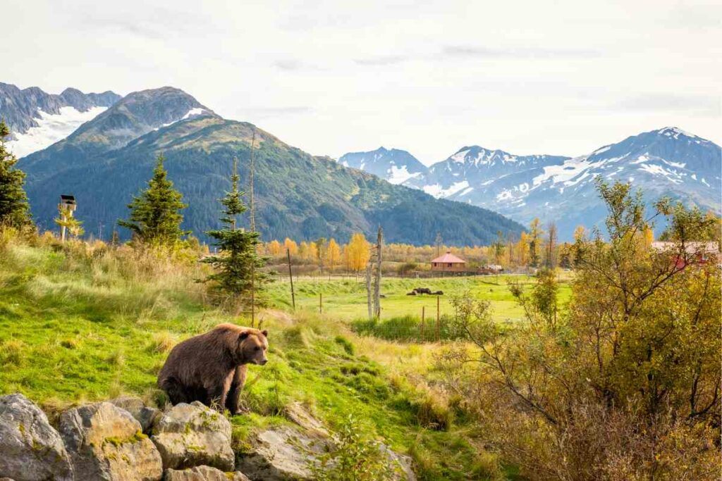 Alaska Wildlife Conservation Center