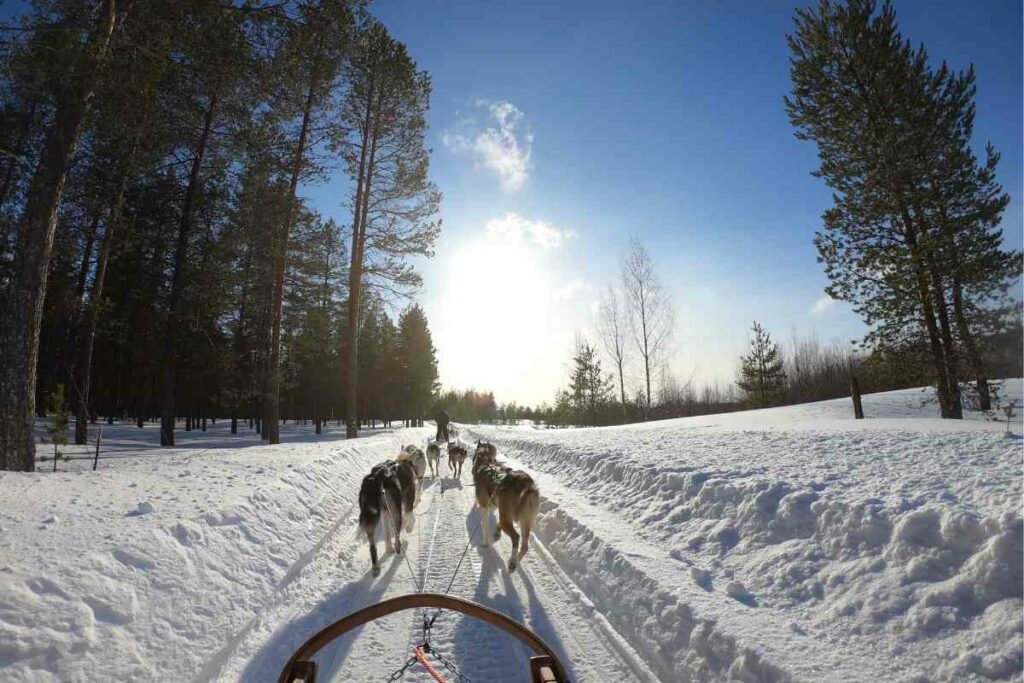 Dog sledding Alaska