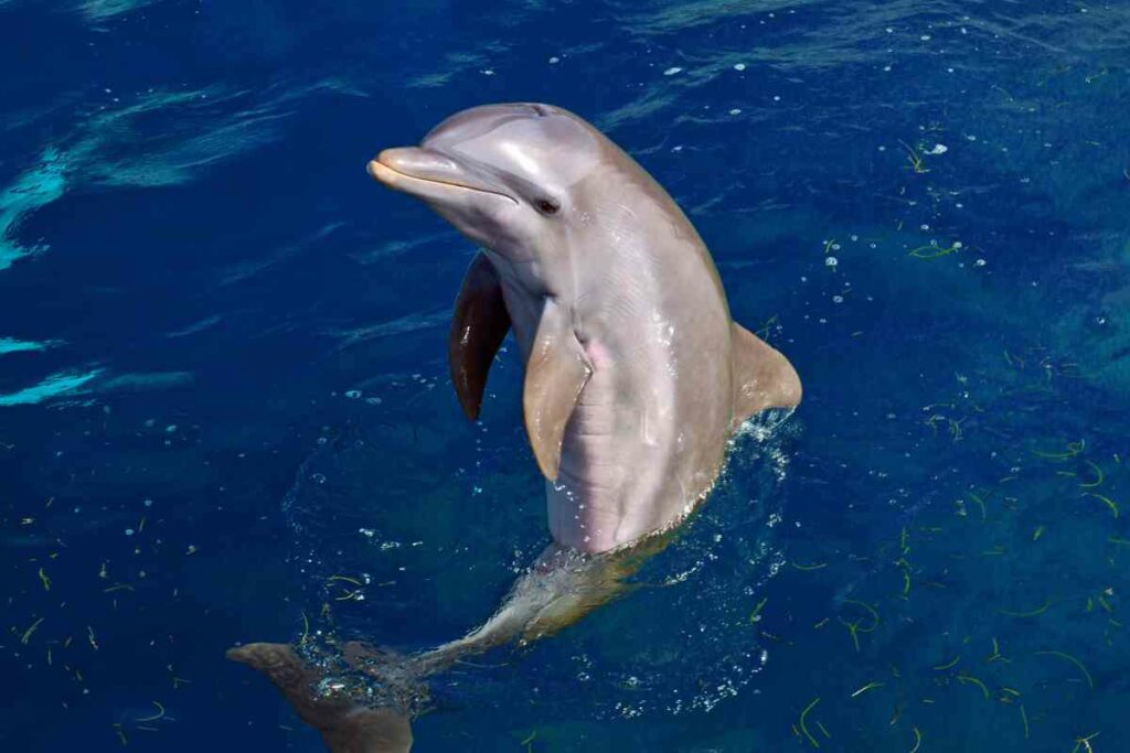 Dolphin cruise Alabama