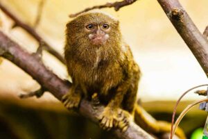 Where To See Finger Monkeys facts