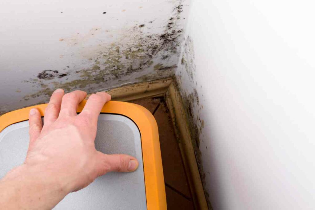 How To Identify Mold In Your Hotel Room