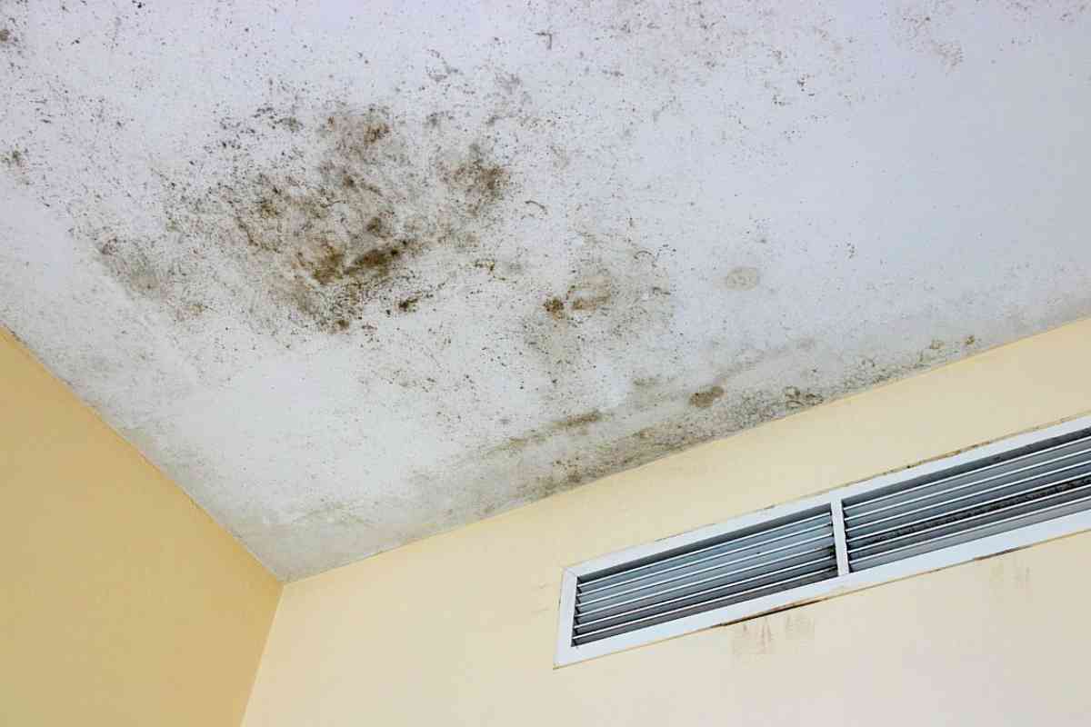 what-should-you-do-if-you-find-mold-in-your-hotel-room