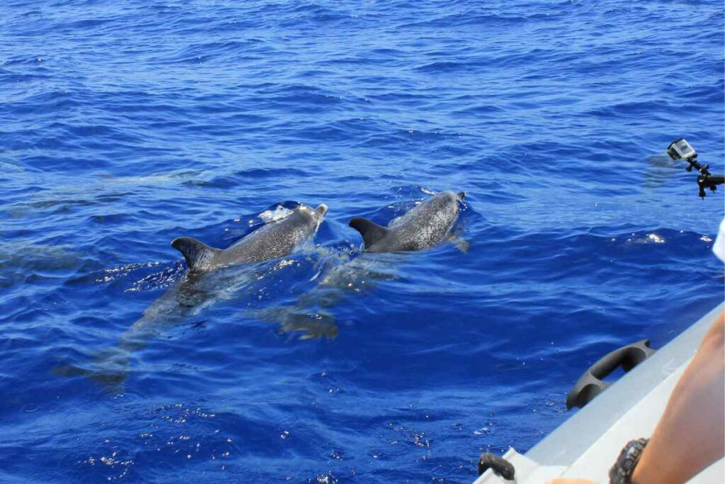 Dolphins cruise Florida