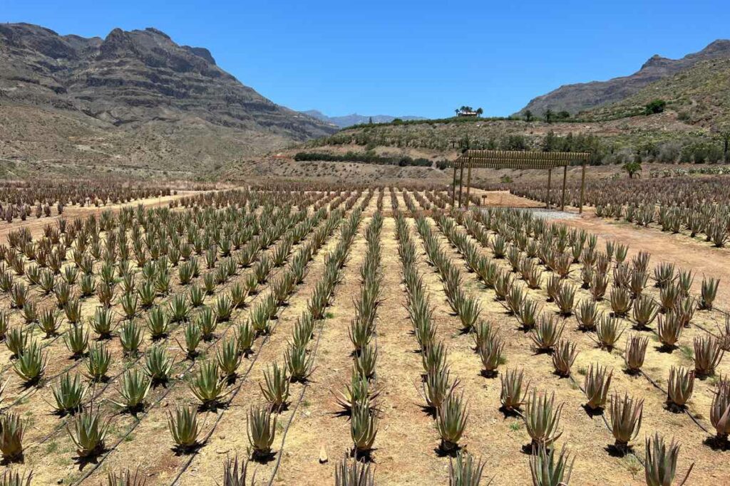 Walking around Aloe Vera farm Gran Canaria