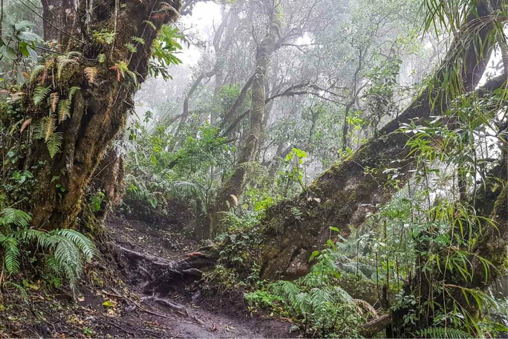 Acatenango volcano hiking trail