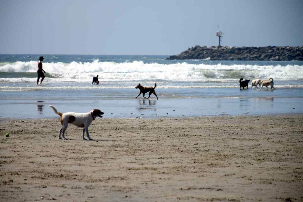 Dogs at Dog Beach San Diego