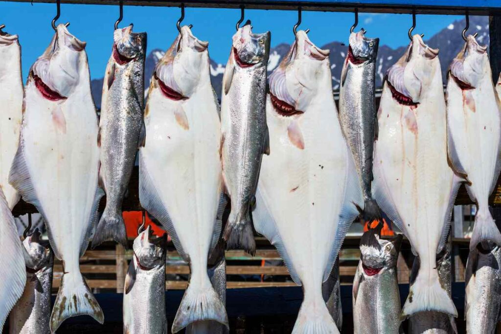 FAQs about Seward halibut charters