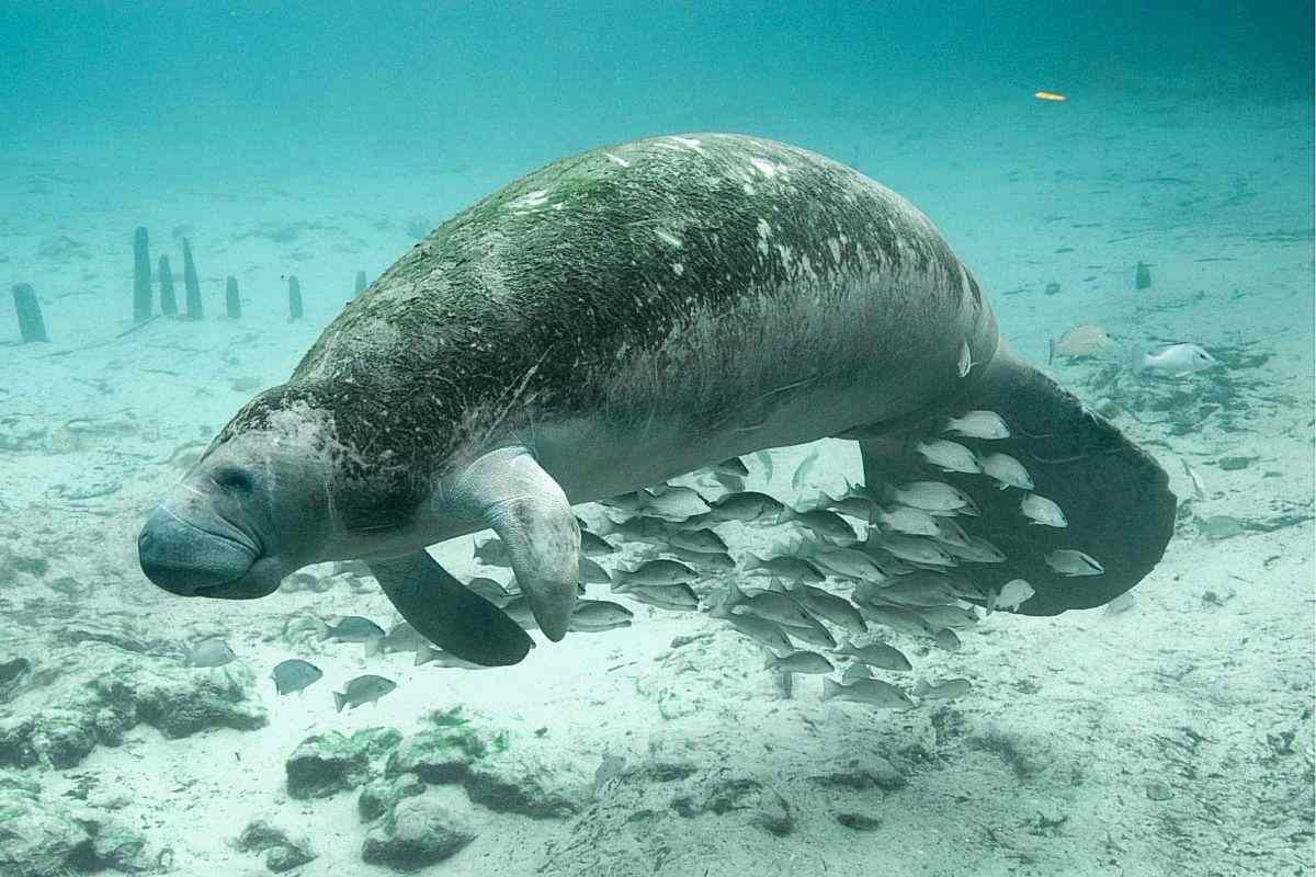 Best Time to See Manatees in Florida (Read Before You Go)