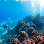 Maldives Scuba Diving: Explore Underwater Paradise